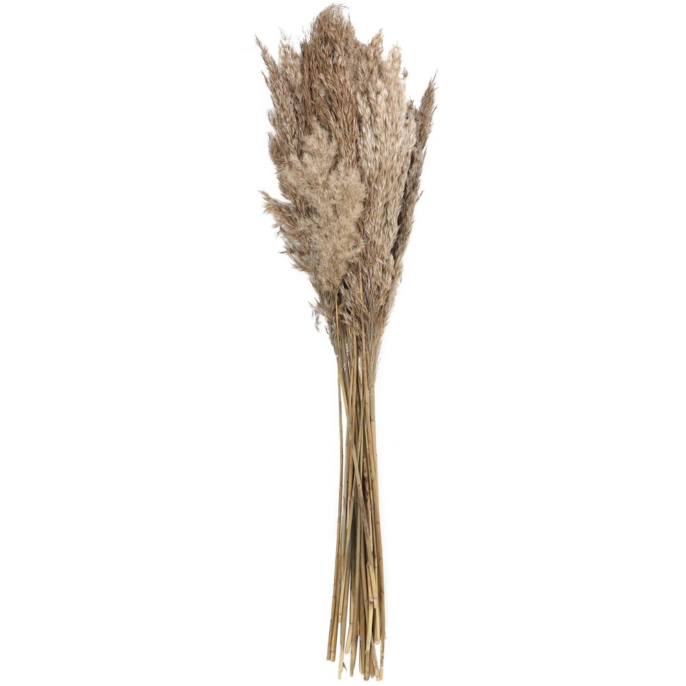 Photos - Coffee Table Dried Plant Pampas Natural Foliage with Long Stems Brown - Olivia & May