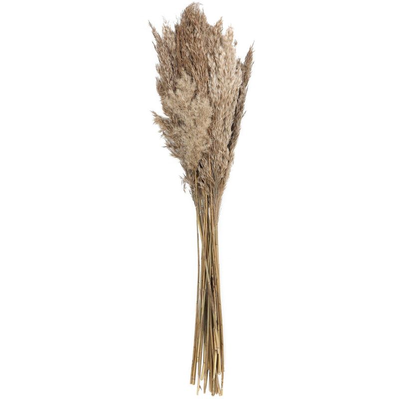 Dried Plant Pampas Natural Foliage with Long Stems Brown - Olivia &#38; May, 1 of 7