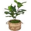 Northlight Two-Tone Fiddle Leaf Fig Artificial Potted Plant - 26" - Green - 3 of 4