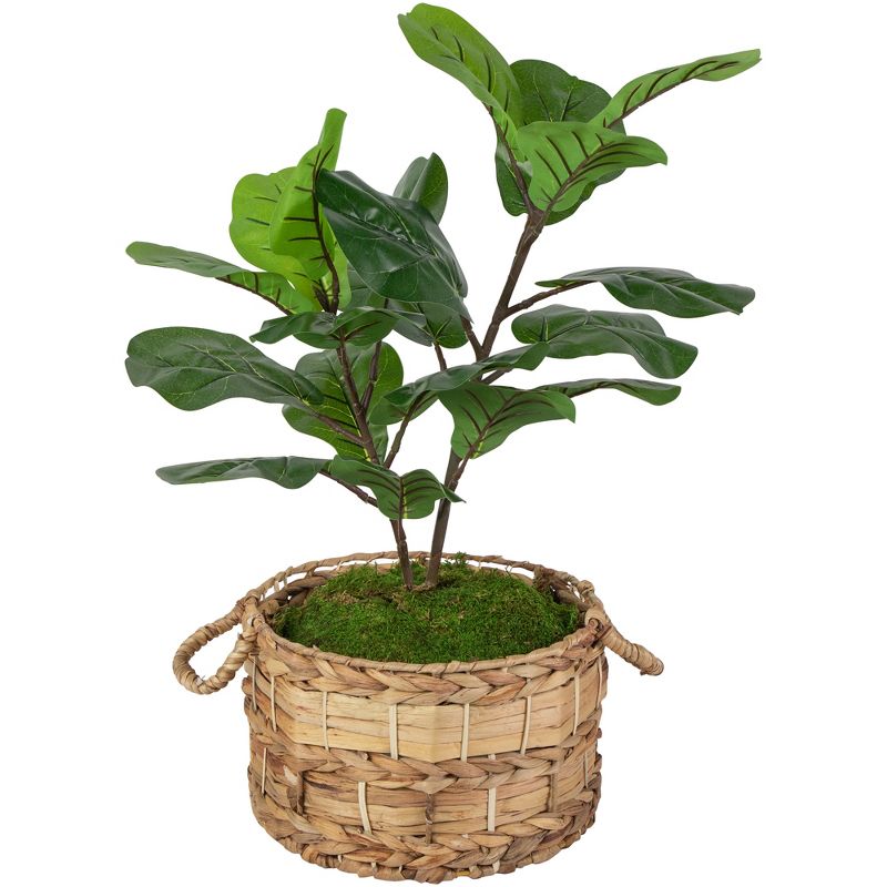 Northlight 26" Dark Green Artificial Potted Fiddle-Leaf Fig Plant, 3 of 7