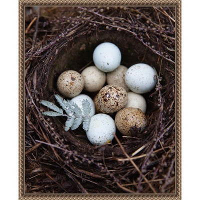 Amanti Art Winter Nest Detail I by Tania Soderman Framed Canvas Wall Art