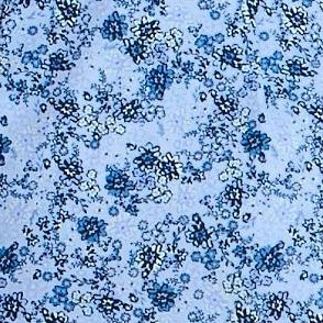 Blue Floral