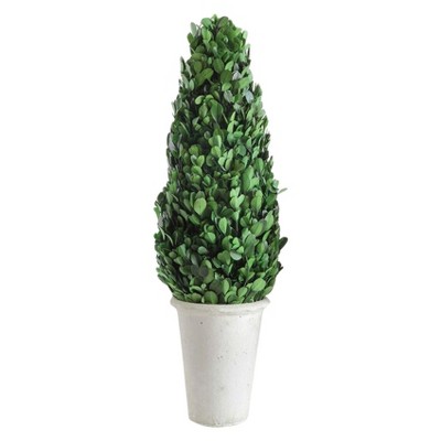 Boxwood Cone Topiary - 3R Studios