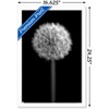 Trends International Tom Quartermaine - Black and White Dandelion Framed Wall Poster Prints - 3 of 4