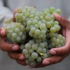 Stoller Family Estate Chardonnay - 750ml Bottle - 2 of 4