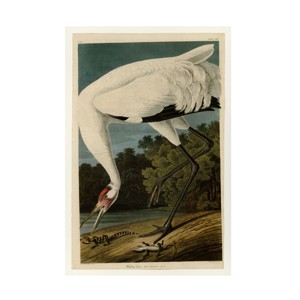 Trademark Fine Art -John James Audubon 'Whooping Crane' Canvas Art - 1 of 4