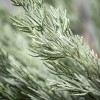 Artificial Long Pine Stem Green 29"H - 2 of 2