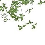 walnut（2 drawers）