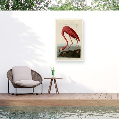 Trademark Fine Art - John James Audubon American Flamingo Matted Framed Art
