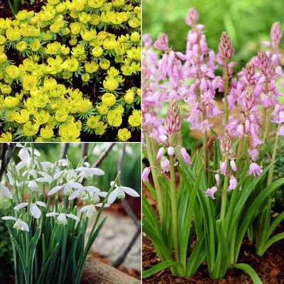 Woodland Plant Collection Set of 25 - Van Zyverden