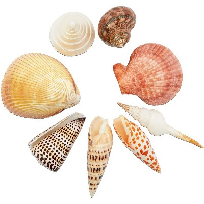 Bright Creations 8 Pieces Sea Shells for Crafting, Arts and Crafts Supplies, Decorations