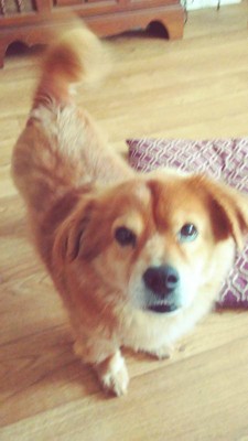 purina one vibrant maturity target