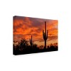 Trademark Fine Art -Mike Jones Photo 'Saguaros Amazing Sunset 5' Canvas Art - 4 of 4