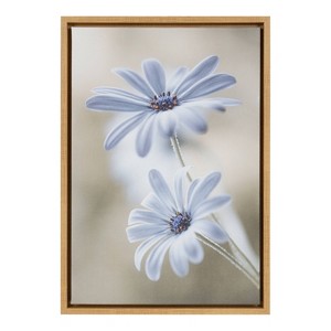 16" x 23" Cape daisies Framed Canvas Wall Art - Amanti Art: Mandy Disher Botanical Decor - 1 of 4