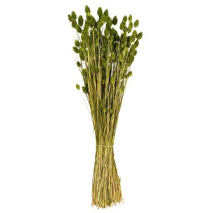Vickerman 26" Dried Phalaris Bunch, 7 oz - 1 of 3