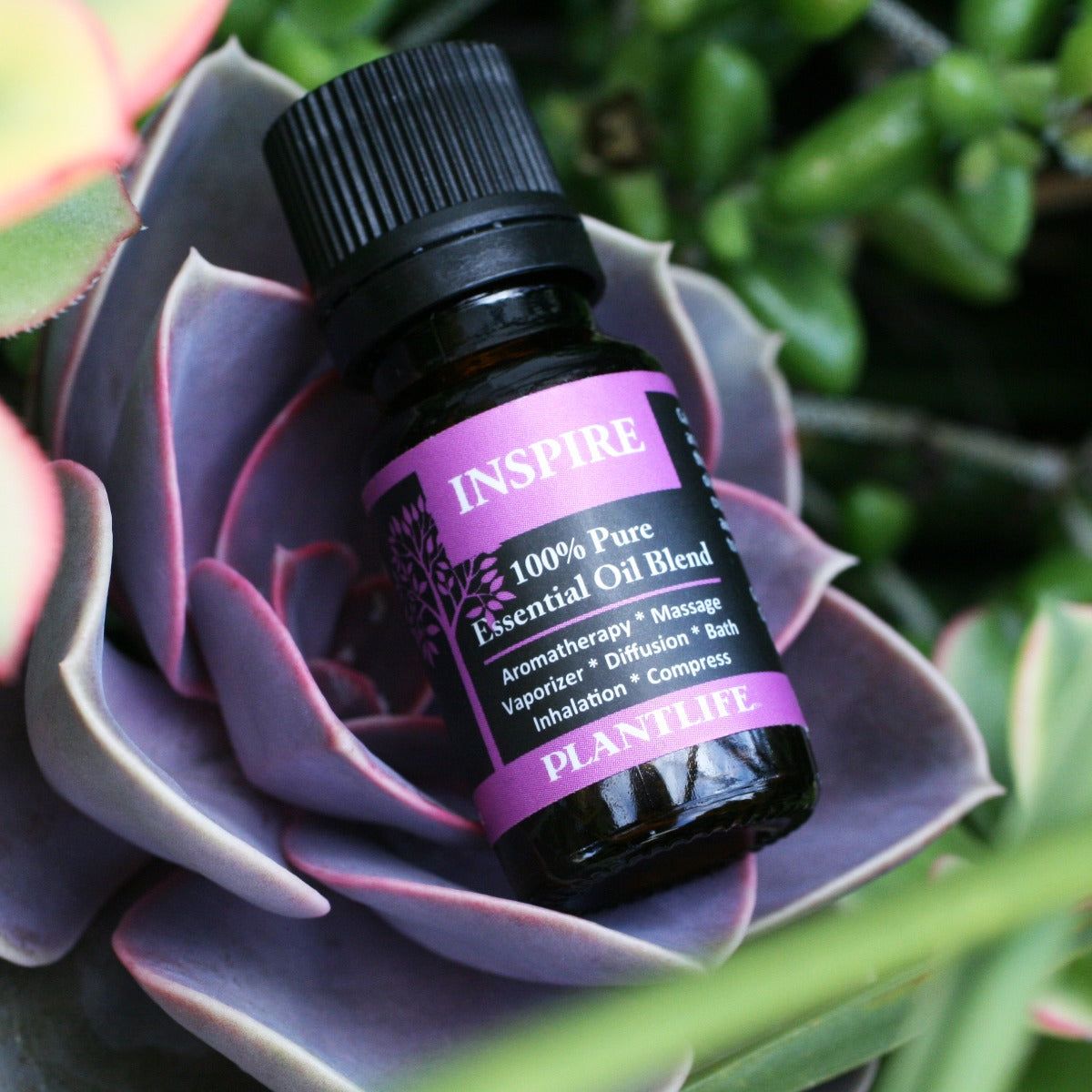 Plantlife Inspire Aromatherapy Essential Oil Blend – 100% Pure, Therapeutic Grade, No Additives or Fillers, Made in California, 10 ml - thumbnail 4