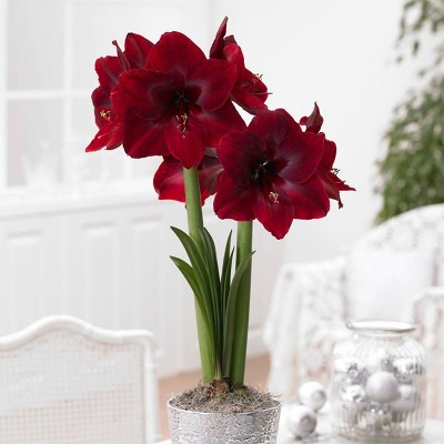 1ct Mega Amaryllis Bulb Red Pearl Limited Availability - Van Zyverden