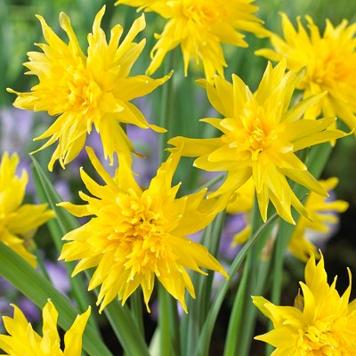 Daffodils Rip Van Winkle Set of 12 Bulbs - Yellow - Van Zyverden