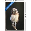 Trends International Curious Burrowing Owlet Framed Wall Poster Prints - 3 of 4