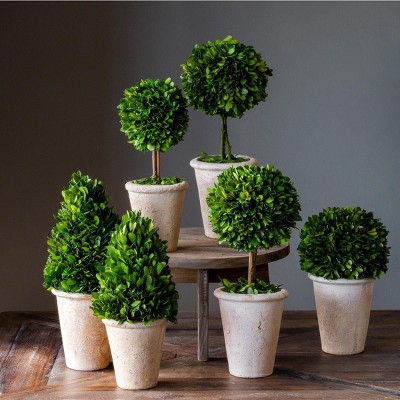 Park Hill Collection Collection of Boxwood Topiaries
