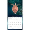 Willow Creek Press 2026 Sea Turtles Wall Calendar - 3 of 4