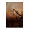 Trademark Fine Art -Jai Johnson 'Red Tail In Wait' Canvas Art - 2 of 3