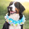 Midlee Blue Birthday Pom Pom Dog Collar - 3 of 4