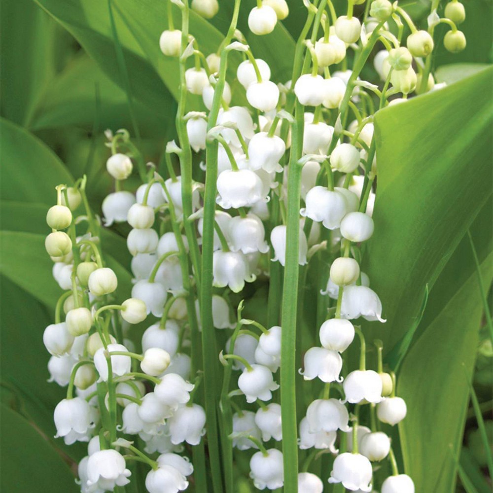 Photos - Garden & Outdoor Decoration Van Zyverden 10ct Lily of the Valley Root White