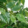Vitalismo 5.5ft Artificial Ficus Tree with 3-Natural Trunks Pre Potted Faux Greenry Plant for Outdoor/Indoor Home Decor - 2 of 4