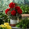 Geranium Floral Bush (Set of 2) - 2 of 4