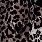 classic leopard