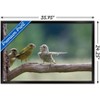 Trends International The Comedy Wildlife Photography Awards: Jacek Stankiewicz - Dispute Framed Wall Poster Prints - 3 of 4