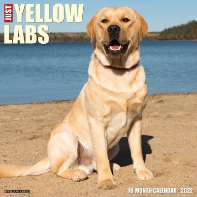 2022 Wall Calendar Just Yellow Labs - Willow Creek Press