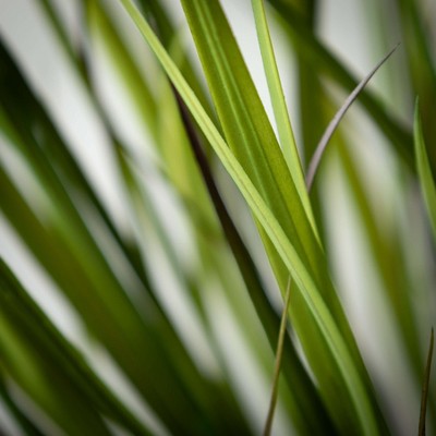 48" Green Artificial Potted Grass Plant