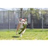 Fluff & Tuff Big Daddy Gator Dog Toy - 3 of 4