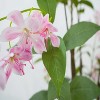 4.9ft (150cm) Artificial Weeping Gardenia Silk Tree with Blooming Flowers and Leaves, Lifelike Faux Blooming Tree for Home, Wedding & Party Decor - 2 of 4