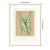 Amanti Art Green Caladium Belleymii Leaf Illustration by Pictufy Wood Framed Wall Art Print - 3 of 4