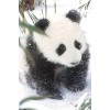 Trends International Animals - Panda in the Snow Unframed Wall Poster Prints - 4 of 4