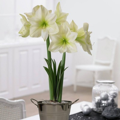 Amaryllis Kit Lemon Star with Artisan Decorative Planter - Van Zyverden