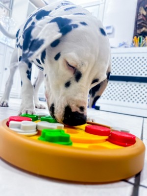 Brightkins Pizza Party Treat Interactive Dog Puzzles : Target