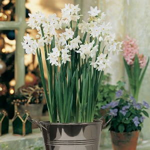 Van Zyverden 4ct Narcissus White Flower Bulb Set with Artisan Decorative Planter - 1 of 3