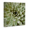 Stupell Industries Green Botanical Succulent Bloom, 30" x 30" - 3 of 4