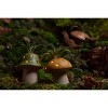 LiveTrends Fairy Ring Live Houseplant - 4 of 4