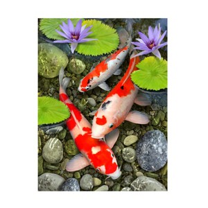 Trademark Fine Art -Howard Robinson 'Koi Under Lily Pads' Canvas Art - 1 of 4