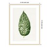 Amanti Art Dieffenbachia Seguina Leaf Illustration by Pictufy Wood Framed Wall Art Print - 4 of 4