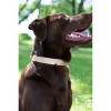 Country Brook Petz Premium Nylon Dog Collar and Leash Set for Small Medium Large Dogs - Vibrant 30+ Color Selection - 4 of 4