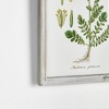 Plum & Post Perennial Botanical Study, Set Of 6 - 2 of 4