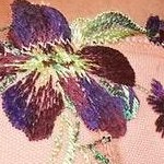 daphne c02 violet indigo/windsor wine