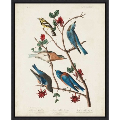 Amanti Art Townsends Warbler by John James Audubon Canvas Wall Art Print Framed 23 x 28-in.
