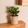 Live 4" Zenzi ZZ Potted Houseplant - 2 of 4